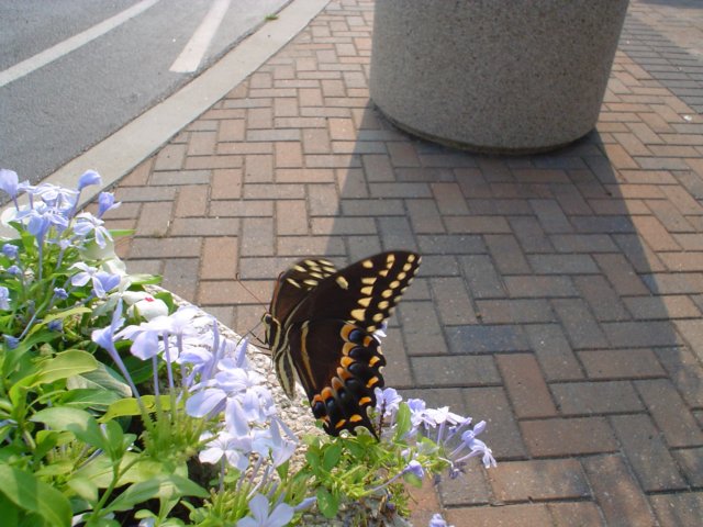 ncaquariumbutterfly04.jpg