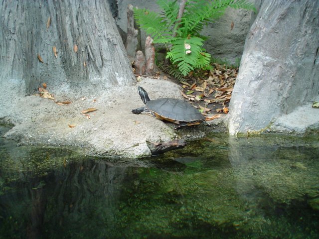 ncaquariumturtle01.jpg